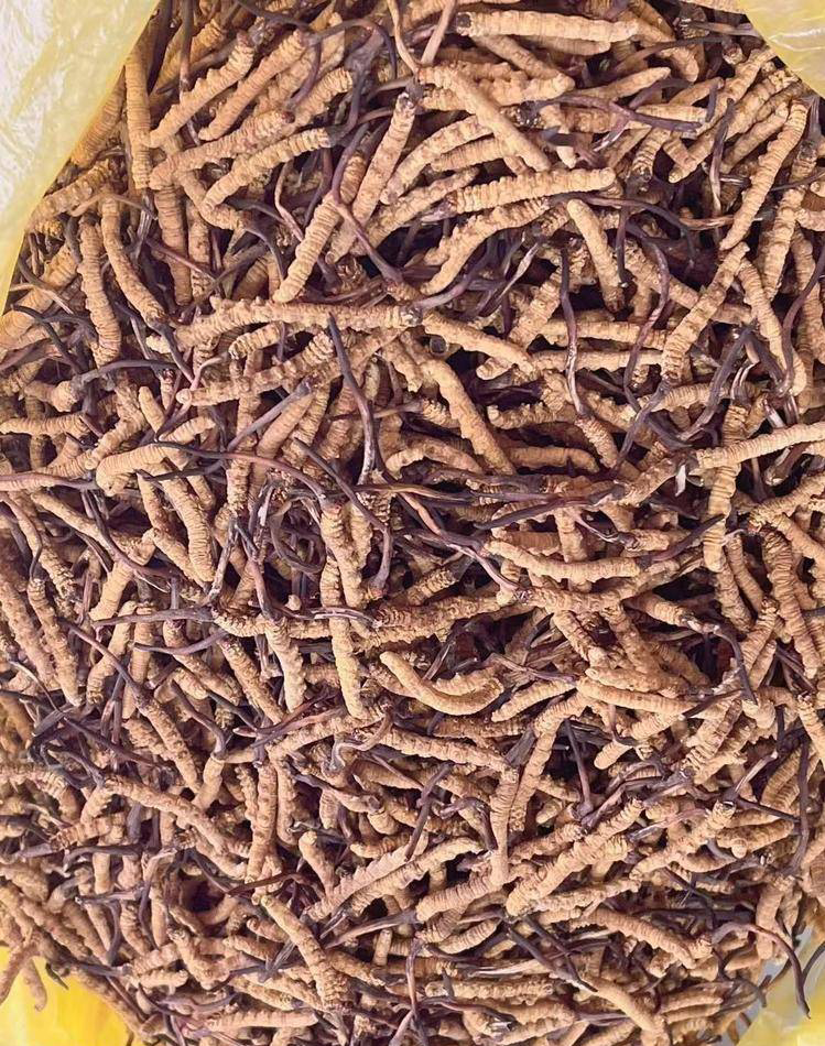 徐州奢侈品管家冬虫夏草回收 西藏那曲高海拔产地冬虫夏草回收价格多少钱一克